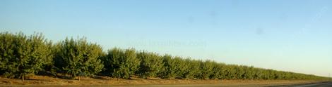 An orchard in the San Joaquin Valley. - grid24_12