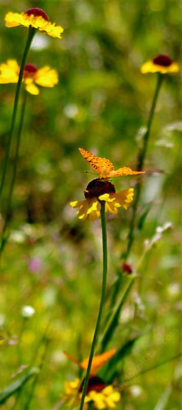 A Fritillary Butterfly on a Helenium bigelovii in a Sierra Meadow. - grid24_12