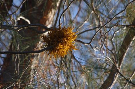 Digger pine dwarf mistletoe, Arceuthobium campylopodum - grid24_12