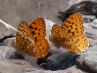 Mormon Fritillaries up in the Sierras - grid24_12