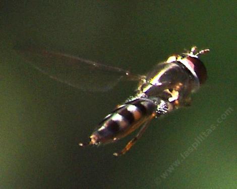A Syrphid fly in flight. These little flies work many different flowers and are decentt pollinators. - grid24_12