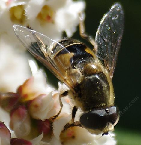 A Syrphid fly working the flowers of Rhus ovata. About 60% of the flower species in the world are pollinated by flies.  - grid24_12