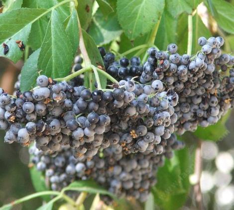 Elderberry, 
Mexican Elderberry, Western Elderberry berries can be eaten raw by some, other folks will be violently ill if they eat them raw. If cooked, all seem to be fine with them. - grid24_12