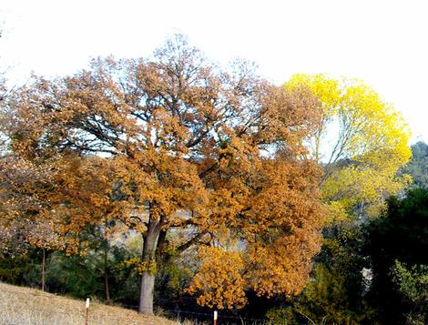 A Populus fremontii, Fremont Cottonwood behind a Valley Oak, Quercus lobata in fall color. - grid24_12