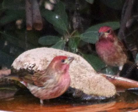 Purple Finches at bird bath. - grid24_12