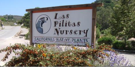 Las Pilitas Nursery in Escondido, all we grow are native plants. About 12 miles from Bonsall, Escondido, Valley Center and Temecula. - grid24_12