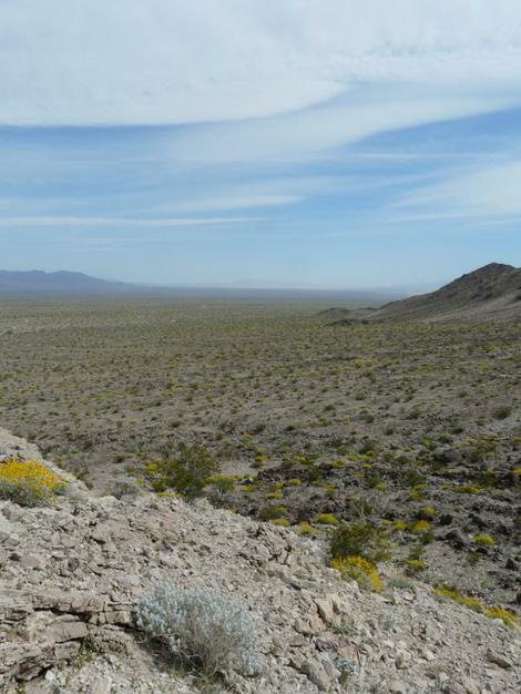 Salvia funerea. Death Valley Sage bush overlooking the  Eastern Mojave Desert - grid24_12