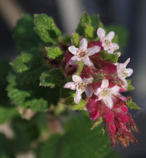 Ribes malvaceum  can be in flower anytime from November to April. - grid24_12