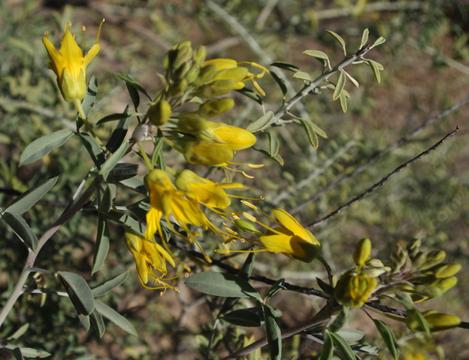 Bladderpod can flower all year. Here it is in December. - grid24_12