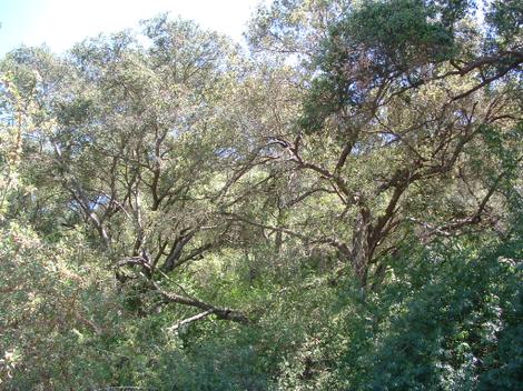 Here is classic Southern California, Coast Live Oaks with Poison Oak, Snowberry, Clematis and Lonicera. - grid24_12