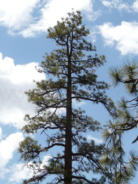 A Jeffrey pine up by Big Bear fits the definition of stress tolerant. - grid24_12