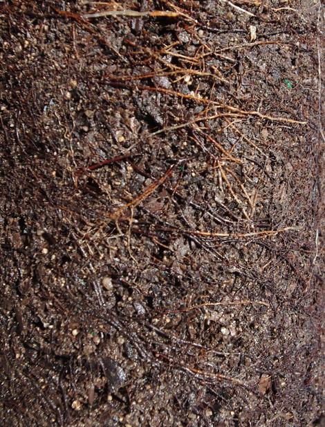 The mycorrhizal roots of a manzanita plant start out clear and change to brown and black as they develop and their tips are blunt. - grid24_12