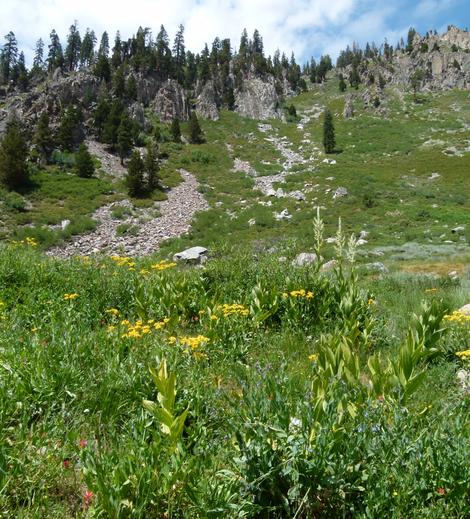 Another view of a Sierra meadow at about 8000 ft. - grid24_12