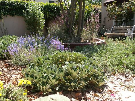 A Los Angeles native garden after 6 months. - grid24_12