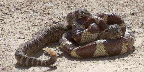 A Rattle Snake Biting a king snake that is killing it. - grid24_12