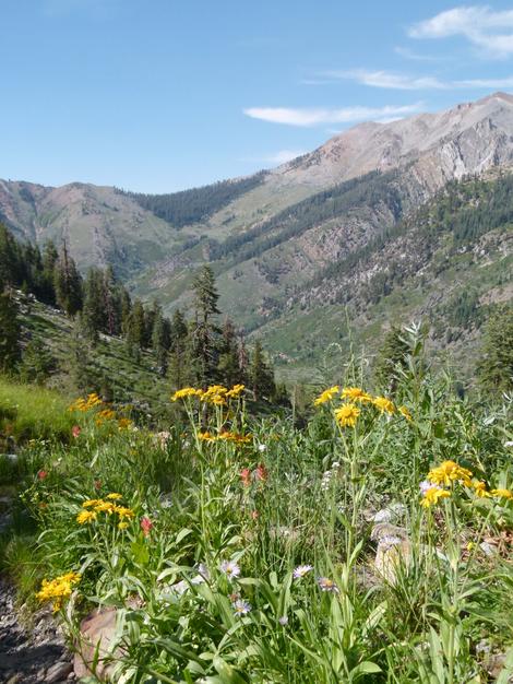 Looking across a mountain meadow to Red Fir trees. Helenium bigelovii, Bigelows Sneezeweed in for ground. - grid24_12