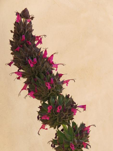 Salvia spathacea Powerline Pink, hummingbird sage - grid24_12