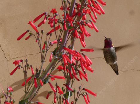 Penstemon centranthifolius is loved by hummingbirds - grid24_12