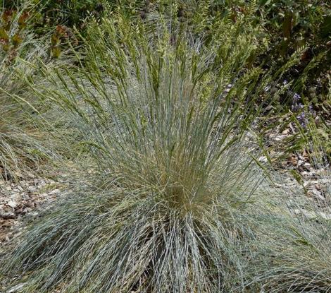 Festuca idahoensis, Idaho Fescue, is adaptable, and grows in sun or shade. - grid24_12