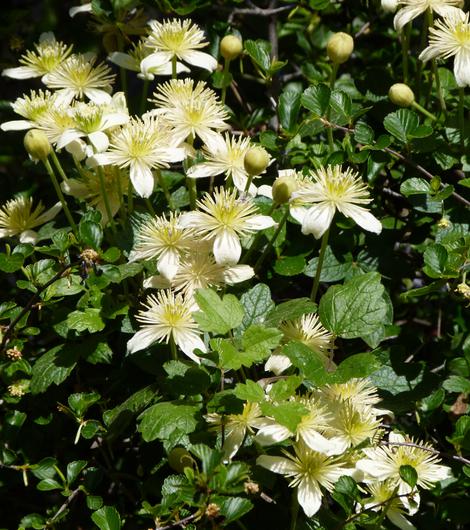 Chaparral Clematis in the California chaparral - grid24_12