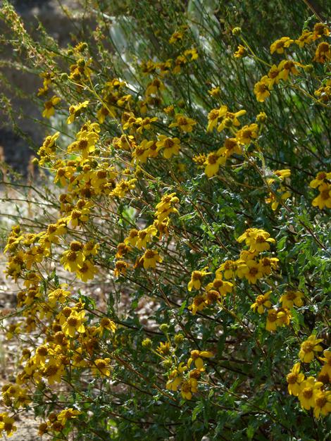 Viguiera laciniata, San Diego Sunflower has loads of yellow flowers - grid24_12
