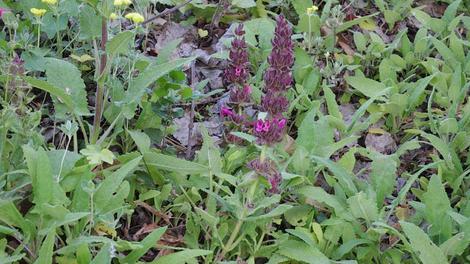 Topanga  Salvia spathacea came from Los Angeles.area where it was a ground cover in Topanga Canyon.  - grid24_12