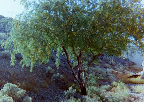 An old photo of  Prosopis pubescens, Screwbean Mesquite. - grid24_12