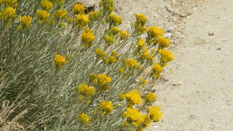  Chrysothamnus nauseosus consimilis, Nevada Rabbit Brush along a road in the Eastern Sierras. - grid24_12