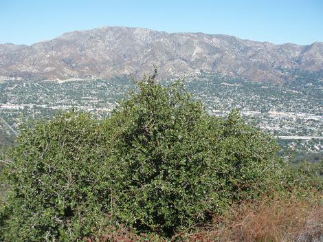 Quercus wislizenii frutescens, Dwarf scrub up about Los Angeles, courtesy of Roger and L. - grid24_12