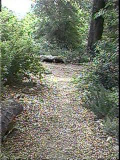 This is an old picutre of our garden path. The oak at the end of this picture has grown about another foot across the trunk and it is now shady. - grid24_12