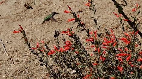 An Anna Hummingbird on a Ghostly California Fuchsia. - grid24_12