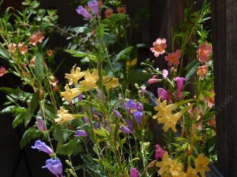 Plant plants including flowers of Penstemon and Monkey flowers. - grid24_12