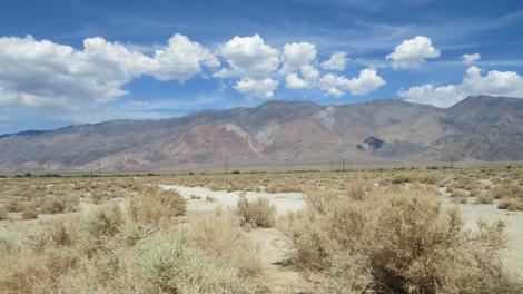  	Atriplex polycarpa out in the old Owens Lake bed. - grid24_12