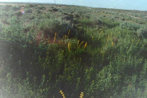 This is a section of Shadscale scrub back in about 1980. The yellow flowers are a Lupine. - grid24_12