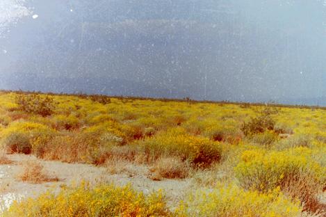Here is an old photo of Creosote Woodland before the weeds. - grid24_12