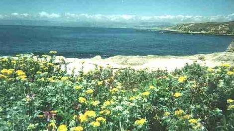 Coastal Bluff with Eriophyllum staechadifolium artemisiaefolium,  Yellow Yarrow - grid24_12