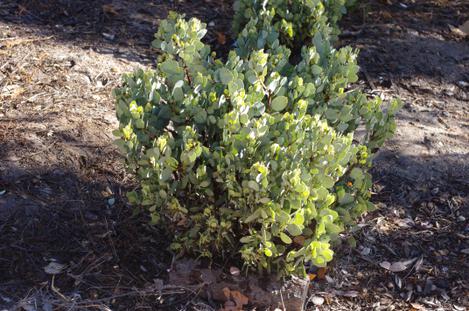 Blue Corgi manzanita is one we're playing with. Folks seem to like the small size and foliage. The cold and drought didn't seem to bother it. - grid24_12