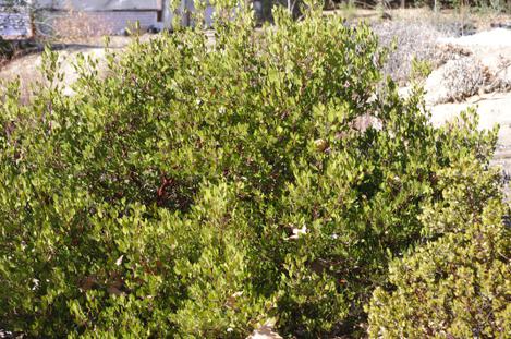 Arctostaphylos Harmony has shown drought stress but no cold damage. Nice looking plant in spite of the drought and cold. - grid24_12