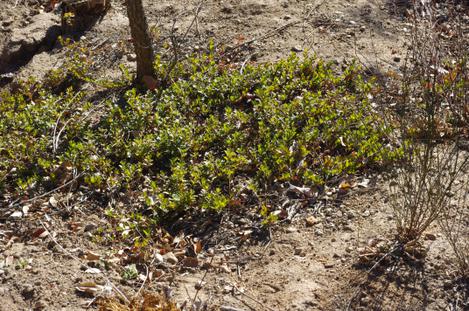 I have no idea how this Arctostaphylos uvas-ursi San Bruno has survived the drought(it is in a dry drainage ditch) and the cold. - grid24_12