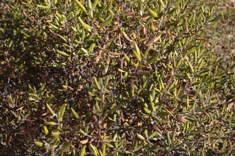 Considering  Xylococcus bicolor, Mission Manzanita grows down in San Diego it handled the frost better well. - grid24_12