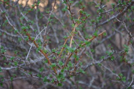 Ribes speciosum is amazing, coming back from summer dormancy like nothing is happening. - grid24_12