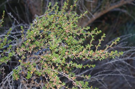 Purshia glandulosa has done well in the drought and frost. - grid24_12