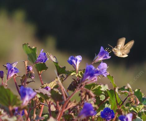 A white-lines sphinx moth visits a  Phacelia campanularia,
Desert Bluebell. - grid24_12