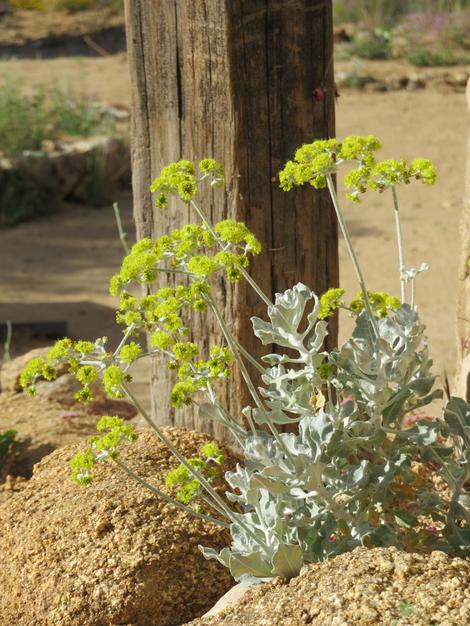 Eriogonum crocatum, Saffron Buckwheat is great as a sub for the high desert Sulfur buckwheat in coastal areas where it languishes.  - grid24_12
