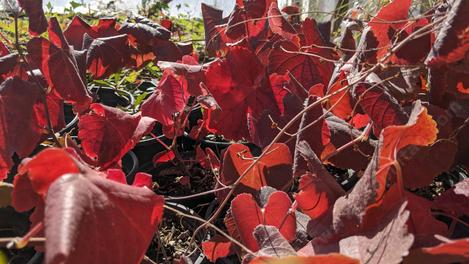 Vitis Rogers Red demonstrating rich red foliage color in containers. - grid24_12