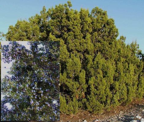 Juniperus californica, California Juniper tree - grid24_12