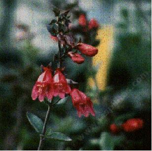 an old picture of Penstemon newberryi  sonomensis,  Sonoma Beardtongue. - grid24_12