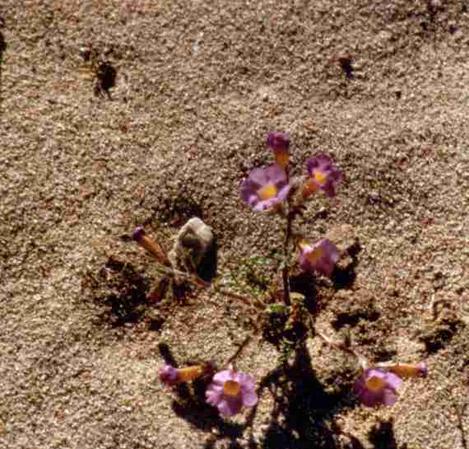 the annual wildflowers need bare ground in the desert - grid24_12
