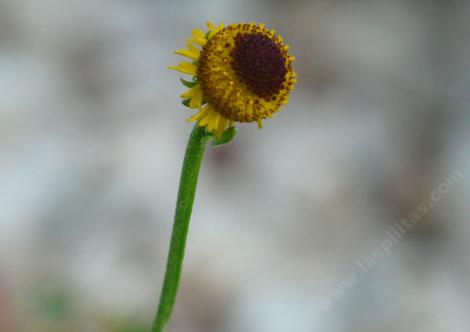 Helenium puberulum What happened to the Flower? - grid24_12