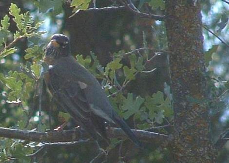 American Robin setting in a Valley oak - grid24_12